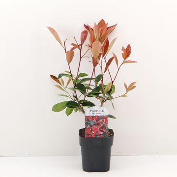 Photinia x fraseri 'Red Robin'