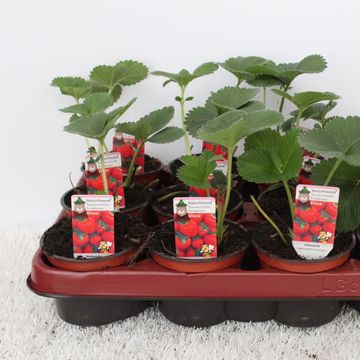 Fragaria x ananassa 'Elvira'