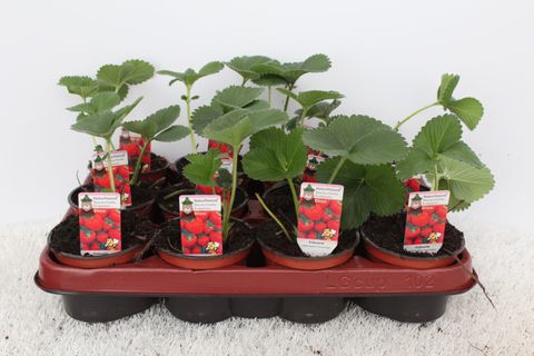 Fragaria x ananassa 'Elvira'