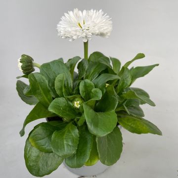 Bellis perennis 'Roggli White'