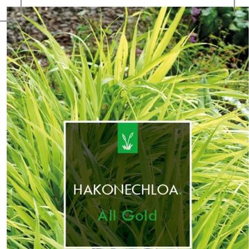 Hakonechloa macra 'All Gold'