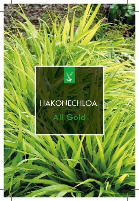Hakonechloa macra 'All Gold'