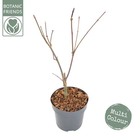 Acer palmatum 'Amagi-shigure'