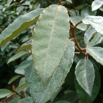 Elaeagnus x ebbingei 'Compacta'