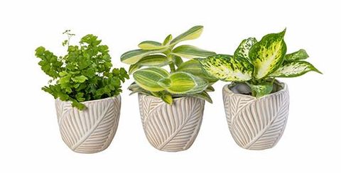 Plantas o interior MIX