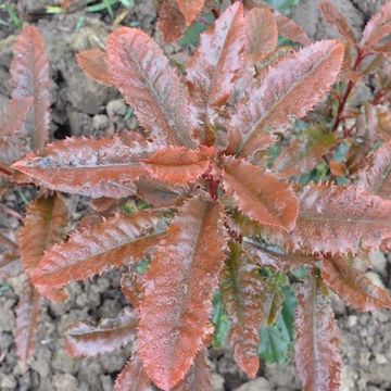 Photinia serratifolia CRUNCHY