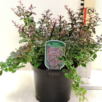 Berberis thunbergii 'Atropurpurea Nana'