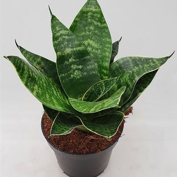 Sansevieria 'Misty Star'