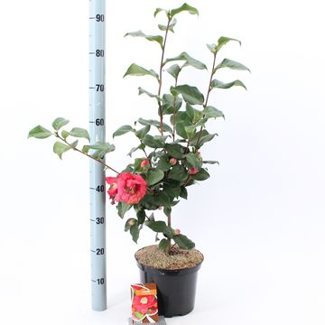 Camellia japonica 'Dr King'