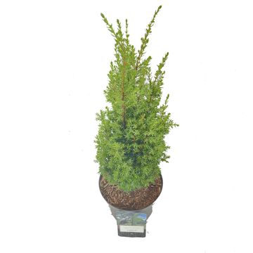 Juniperus communis 'Arnold'