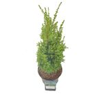 Juniperus communis 'Arnold'