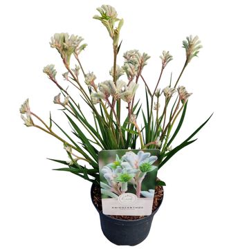 Anigozanthos 'White Diamond'