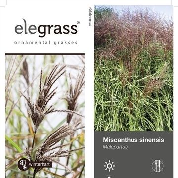 Miscanthus sinensis 'Malepartus'