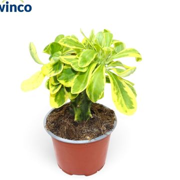 Euphorbia neriifolia variegata