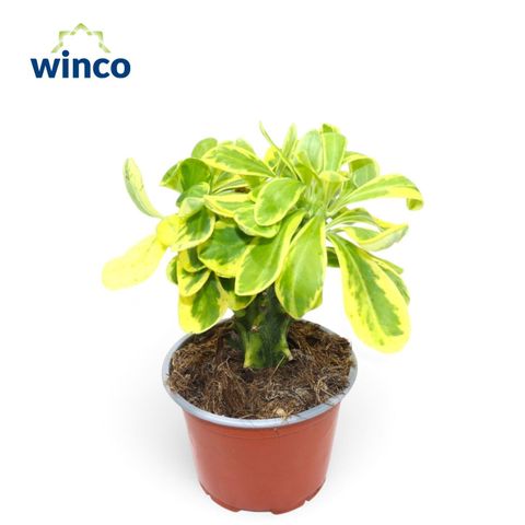 Euphorbia neriifolia variegata