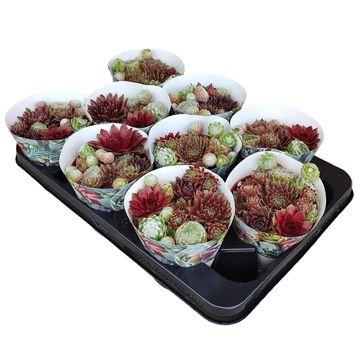 Sempervivum MIX IN POT