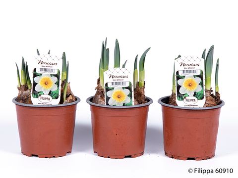 Narcissus 'Slim Whitman'