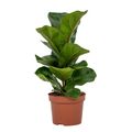 Ficus lyrata 'Bambino'