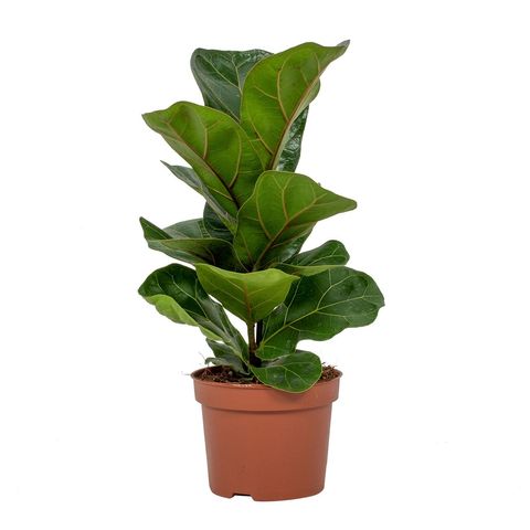 Ficus lyrata 'Bambino'