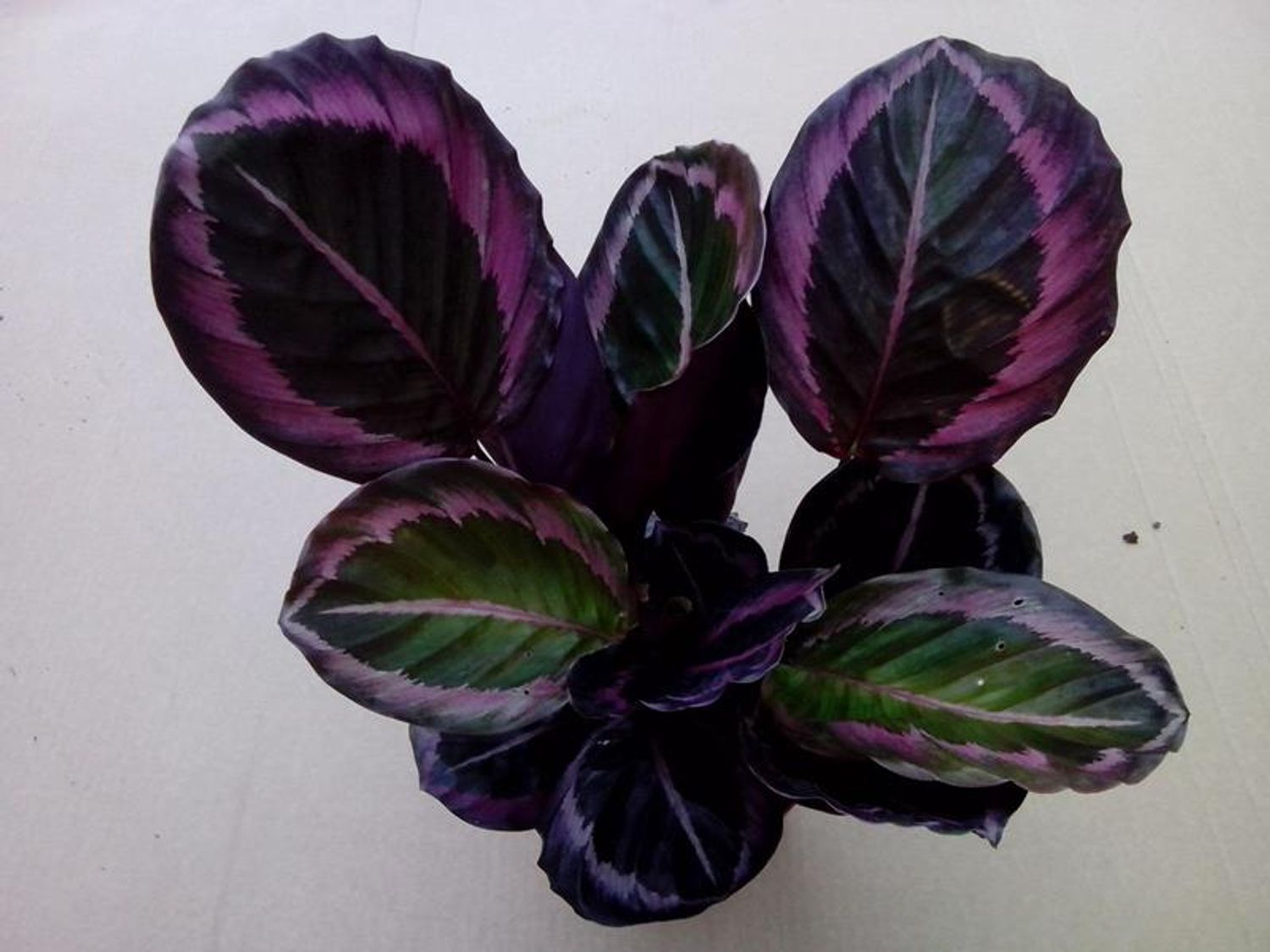 Calathea roseopicta ‘Princess Jessie’ — Plant Wholesale FlorAccess