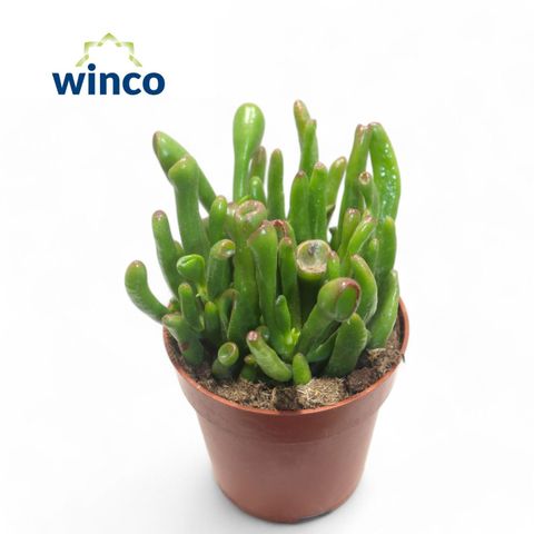 Crassula ovata 'Hobbit'