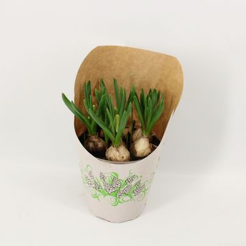 Muscari 'White Magic'