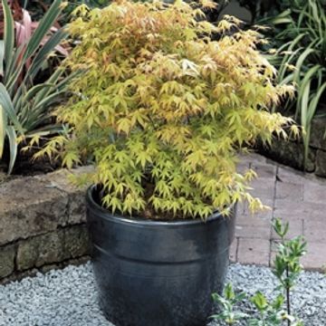 Acer palmatum 'Катсура'