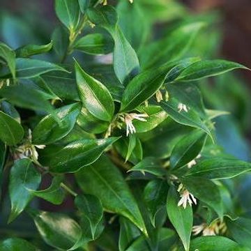 Sarcococca ruscifolia