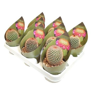 Mammillaria spinosissima rubrispina