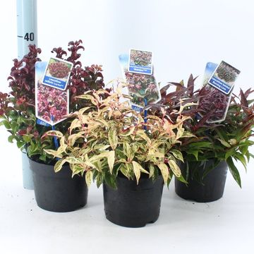 Leucothoe MIX