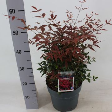 Nandina domestica OBSESSED