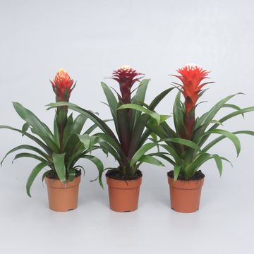 Guzmania FORTUNA MIX