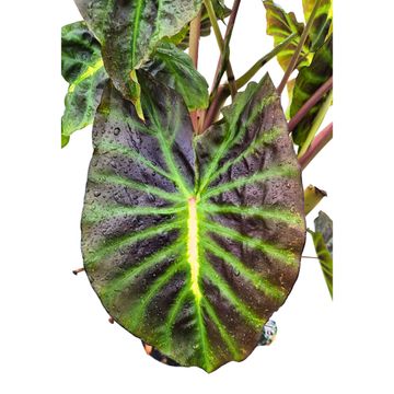 Colocasia 'Hybrid Sita'