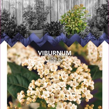 Viburnum tinus