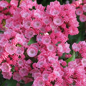 Kalmia latifolia 'Little Linda'