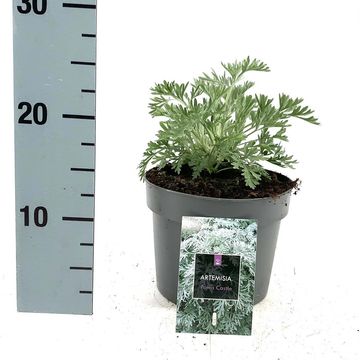 Artemisia 'Powis Castle'