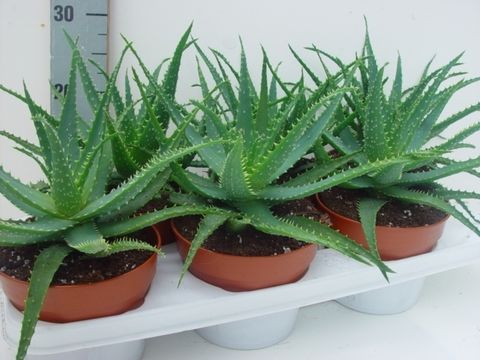 Aloe arborescens