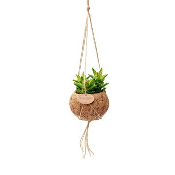 Hanging plants MIX