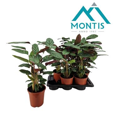 Ctenanthe oppenheimiana