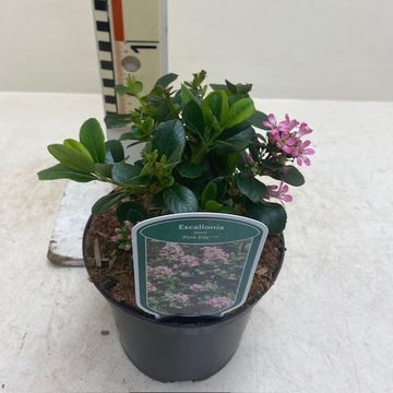 Escallonia laevis PINK ELLE