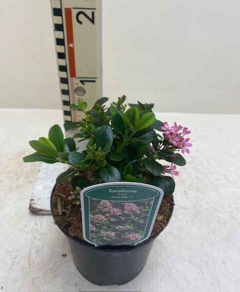 Escallonia laevis PINK ELLE