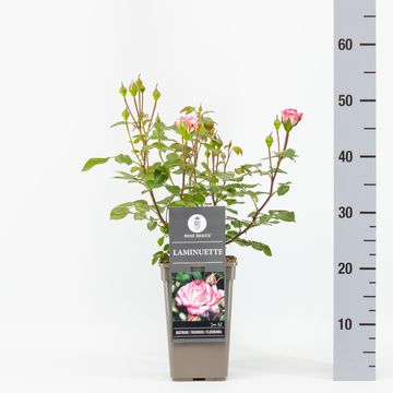 Роза 'Laminuette'