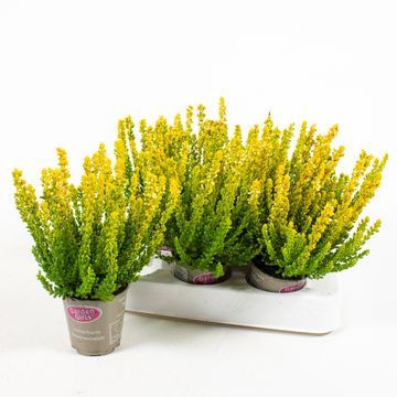Calluna vulgaris SUNSET GIRLS ZELDA