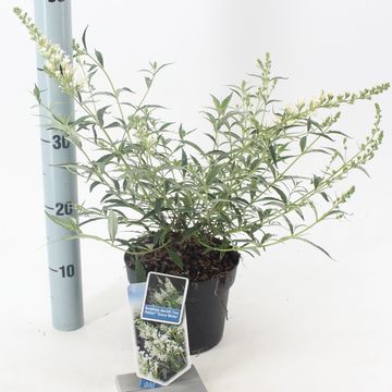 Buddleja FREE PETITE SNOW WHITE