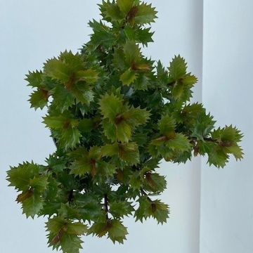 Ilex x meserveae LITTLE RASCAL