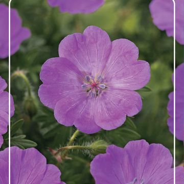 Geranium 'Little David'