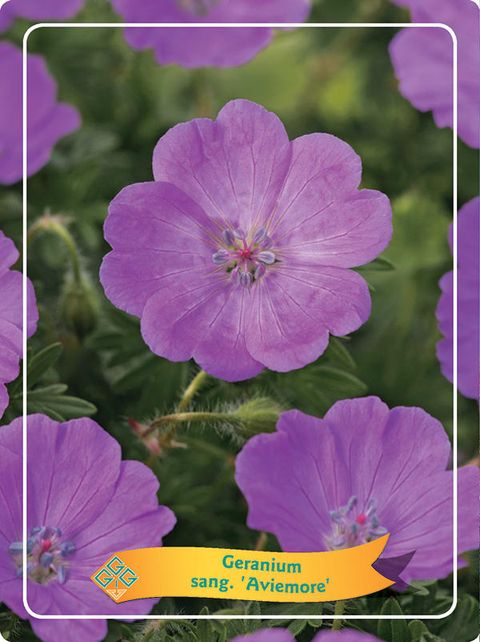 Geranium sanguineum 'Aviemore'