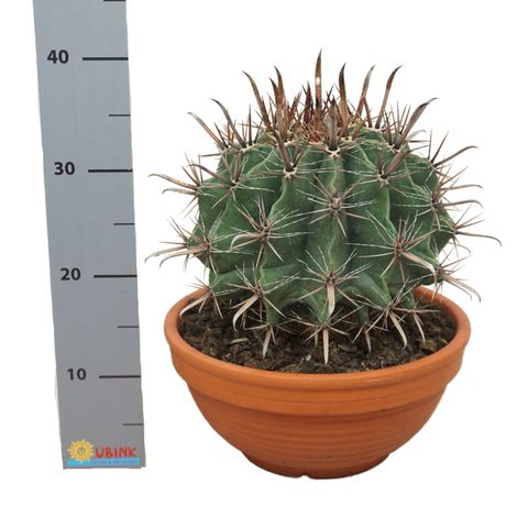 Ferocactus townsendianus