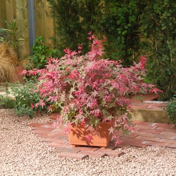 Acer palmatum 'Beni-maiko'