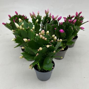 Schlumbergera MIX